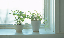 �C���[�W�F�A�Q����ڊo�߂܂�